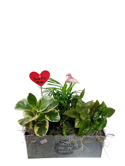 Offrez un jardin miniature pour la Fête des Mères avec cet arrangement de plantes vertes en pot vintage, décoré d’un cœur "Bonne Fête Maman".
