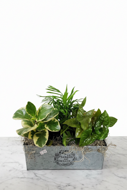 Offrez un jardin miniature pour la Fête des Mères avec cet arrangement de plantes vertes en pot vintage, décoré d’un cœur "Bonne Fête Maman".