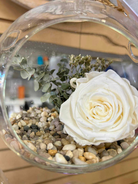 Rose éternelle blanche