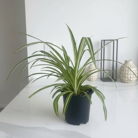 Plante araignée