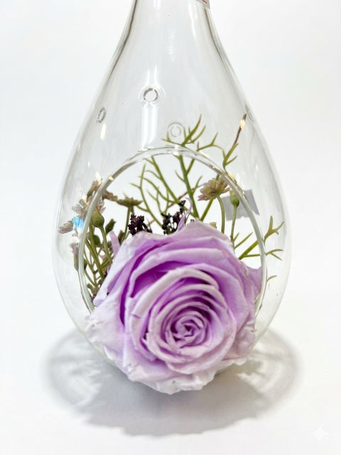 Rose éternelle mauve