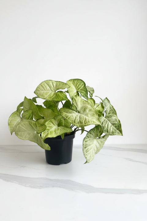 "Syngonium podophyllum Confetti en pot 4 pouces, feuillage vert et blanc moucheté"