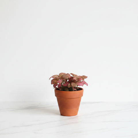 Fittonia albivenis aux nervures roses vif sur fond vert olive, plante nerveuse dans un pot de pépinière sur comptoir de cuisine
fittonia rose
plante nerveuse
plante mosaïque
plante pour terrarium
fittonia albivenis québec
plante intérieur humidité