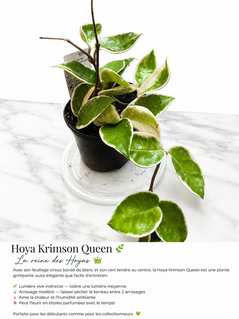 Hoya Krimson Queen 3.5 po.