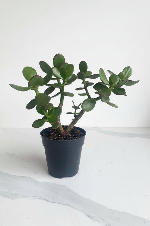 Crassula ovata, plante de jade aux feuilles charnues vert foncé et liserés rouges, dans un pot noir sur comptoir de cuisine
plante de jade
crassula ovata québec
succulente facile entretien
plante porte-bonheur
arbre de jouvence
plante intérieur peu d'entretien