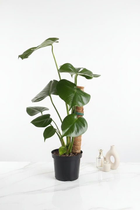 "Monstera deliciosa sur tuteur de mousse, grandes feuilles fenestrées vertes"