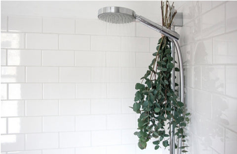 Bouquet d’eucalyptus suspendu à un pommeau de douche, utilisé pour aromathérapie naturelle et détente.