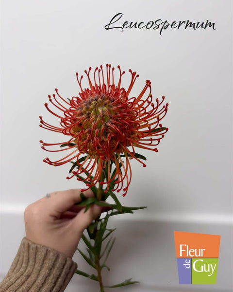 Fleur de la semaine : découvrez le Leucospermum, une fleur aussi rare que spectaculaire