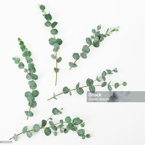 Eucalyptus & feuillage naturel