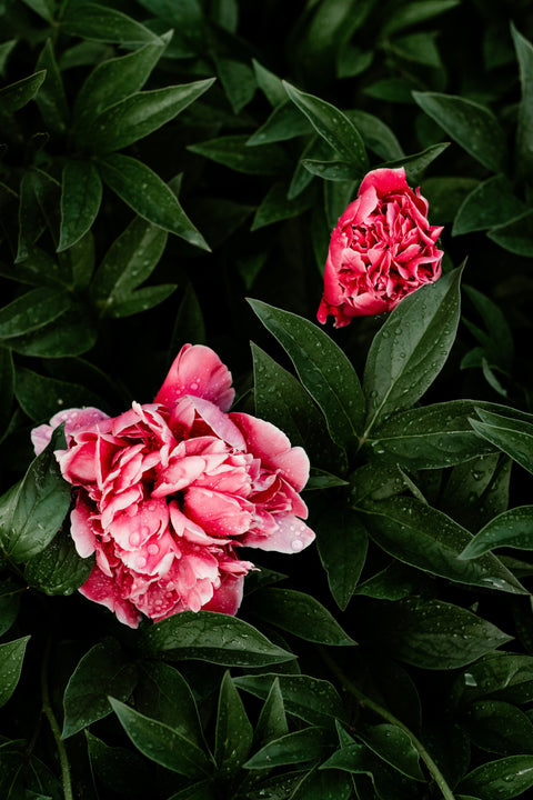 Pivoines & Fleurs romantiques