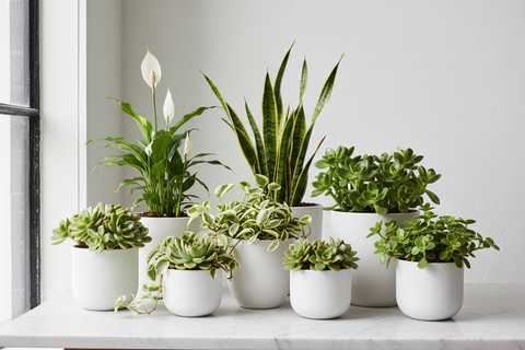 Plantes faciles d’entretien