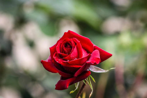 Rouge & Passion