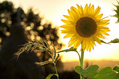 Tournesols éclatants