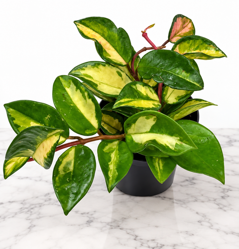 Hoya 3.5 po.