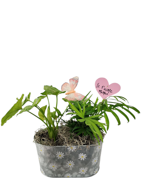 Arrangement de plantes vertes avec cœur "Je t’aime Maman" et papillon dans un pot décoré de marguerites.