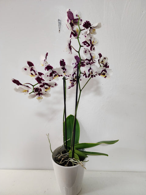 Orchidée