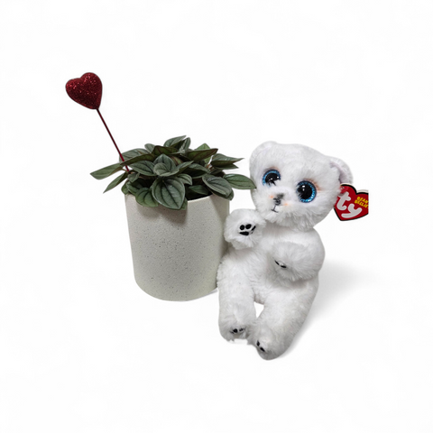Ensemble cadeau avec plante naturelle, pot décoratif, cœur rouge et ourson Ty blanc aux yeux brillants