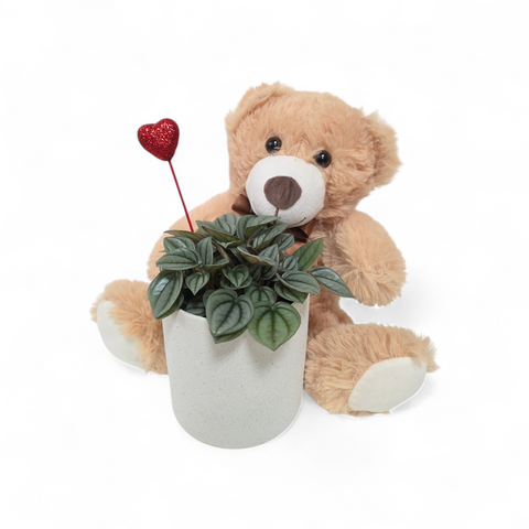 Ensemble cadeau avec ourson en peluche beige, plante naturelle en pot et cœur rouge décoratif."