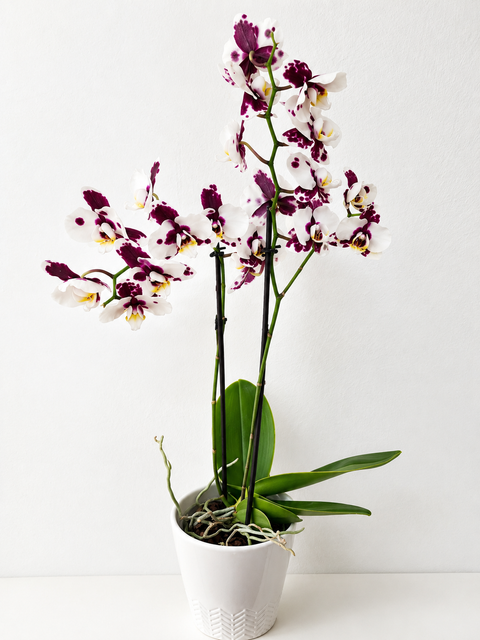 Plante orchidée fleurie en pot décoratif, présentant des fleurs colorées sur de longues tiges et un feuillage vert à la base.