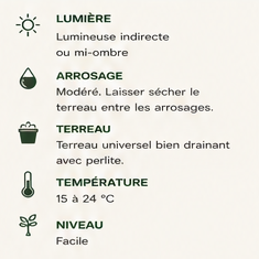 guide plante araigné
