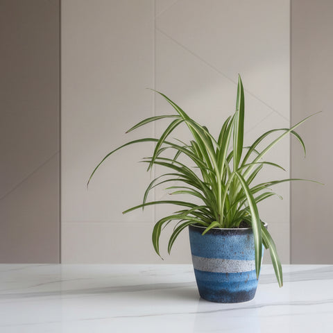 Plante araignée - Chlorophytum comosum