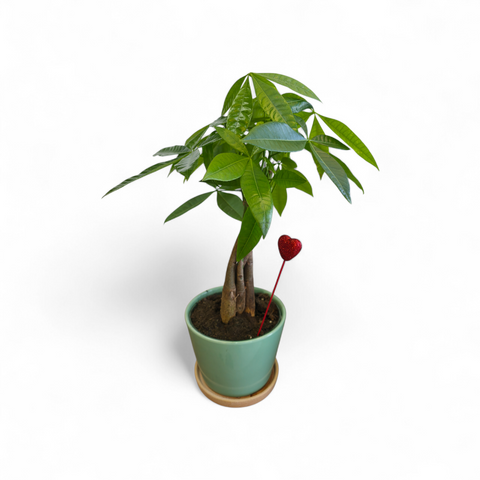 Pachira porte-bonheur en pot vert avec cœur décoratif rouge Money Tree