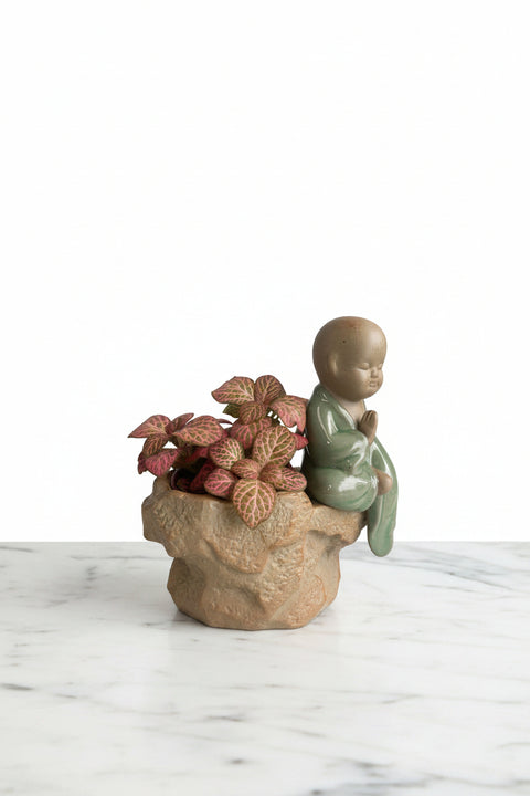 Fittonia albivenis aux nervures roses vif sur fond vert olive, plante nerveuse dans un pot de pépinière sur comptoir de cuisine

fittonia rose
plante nerveuse
plante mosaïque
plante pour terrarium
fittonia albivenis québec
plante intérieur humidité