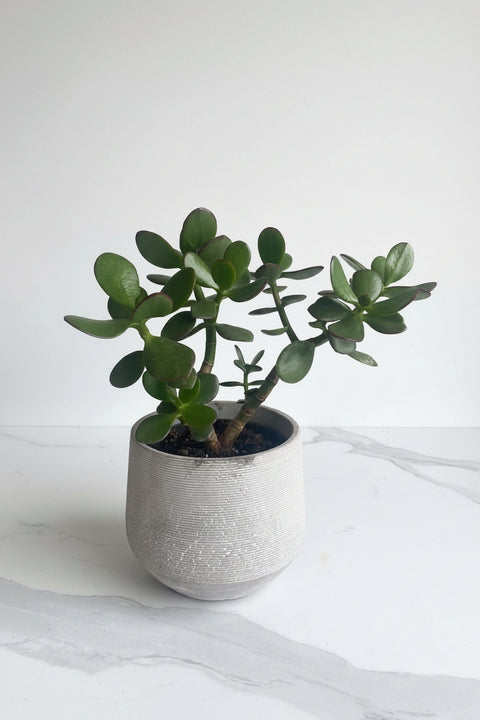 Crassula ovata, plante de jade aux feuilles charnues vert foncé et liserés rouges, dans un pot noir sur comptoir de cuisine

plante de jade
crassula ovata québec
succulente facile entretien
plante porte-bonheur
arbre de jouvence
plante intérieur peu d'entretien