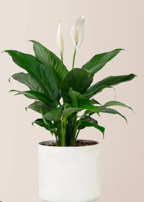 Lys de paix – Spathiphyllum | Plante d'intérieur (6 pouces)