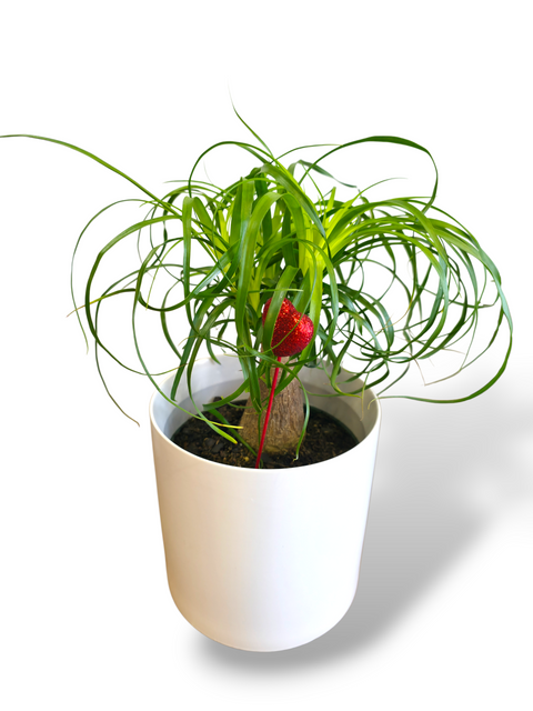 Pied d’éléphant Beaucarnea en pot blanc, plante d’intérieur au feuillage retombant, décoration moderne et facile d’entretien.