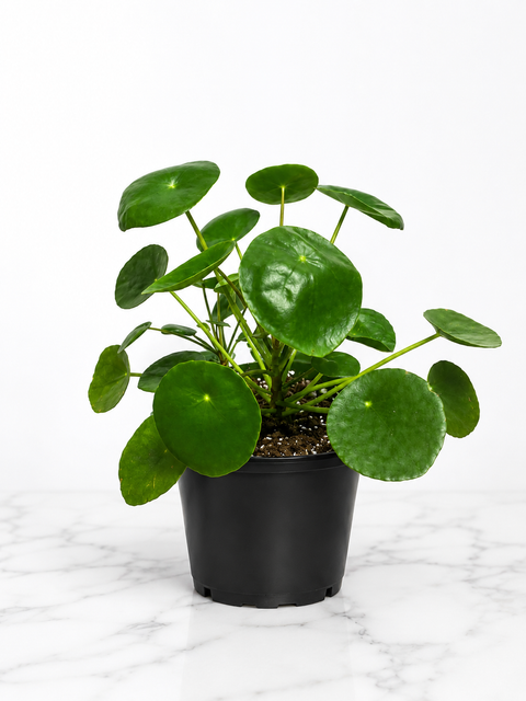 Pilea peperomioides en pot – Plante à monnaie chinoise - 6 pouces