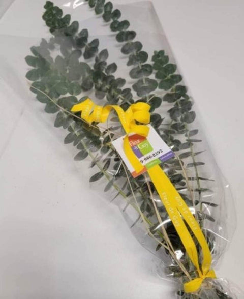 Bouquet d'eucalyptus pour la douche – Respirez le bien-être