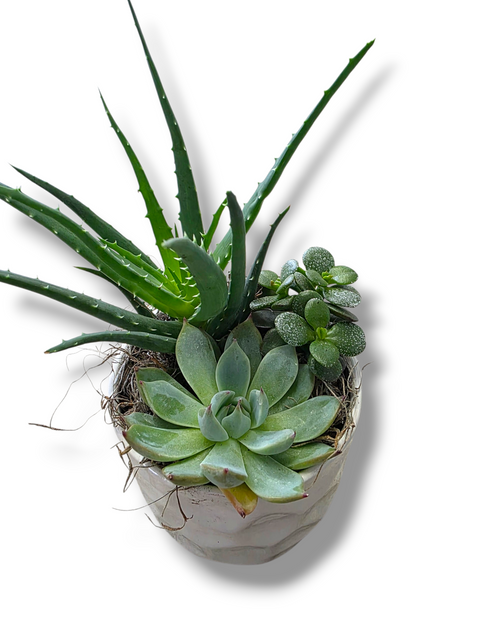 Arrangement de plantes succulentes avec aloe vera, echeveria et crassula dans un pot décoratif moderne