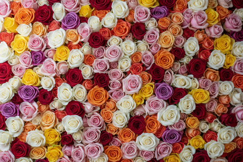 Une photo qui prend l'ensemble de l'image mais nous voyons des roses de toutes les couleurs