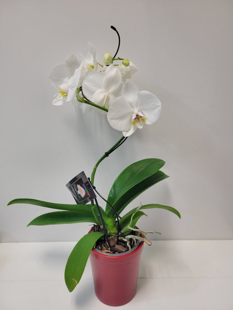 Orchidée blanche Phalaenopsis en pot , fleur tropicale raffinée – modèle Orchidée Élégance.